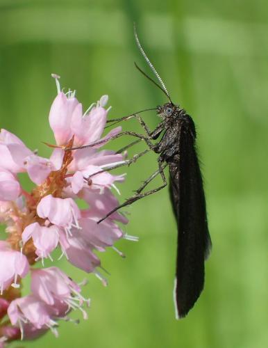Réf. 208 408 : Odezia atrata